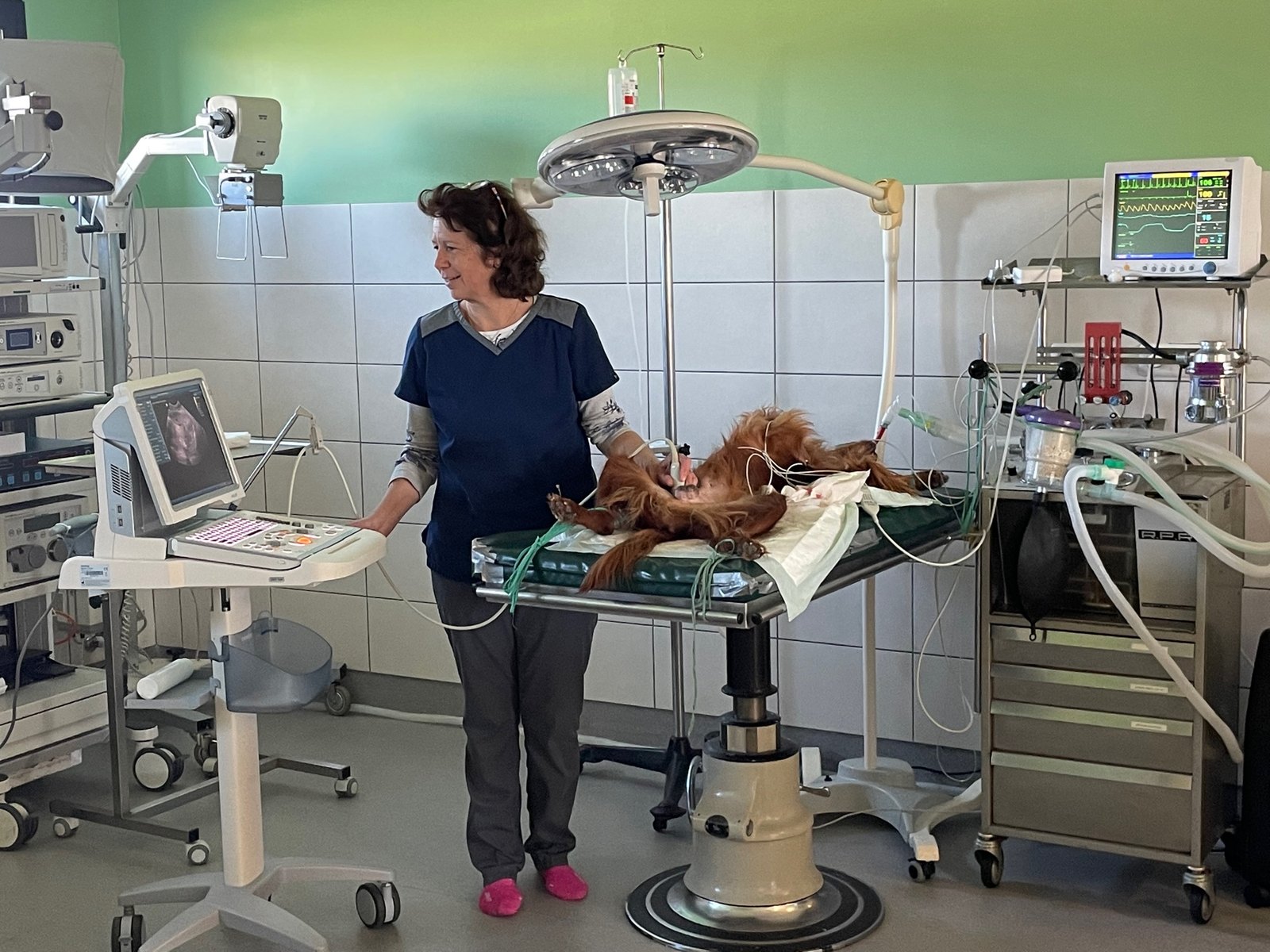 Échographie réalisée à la clinique, sous monitoring