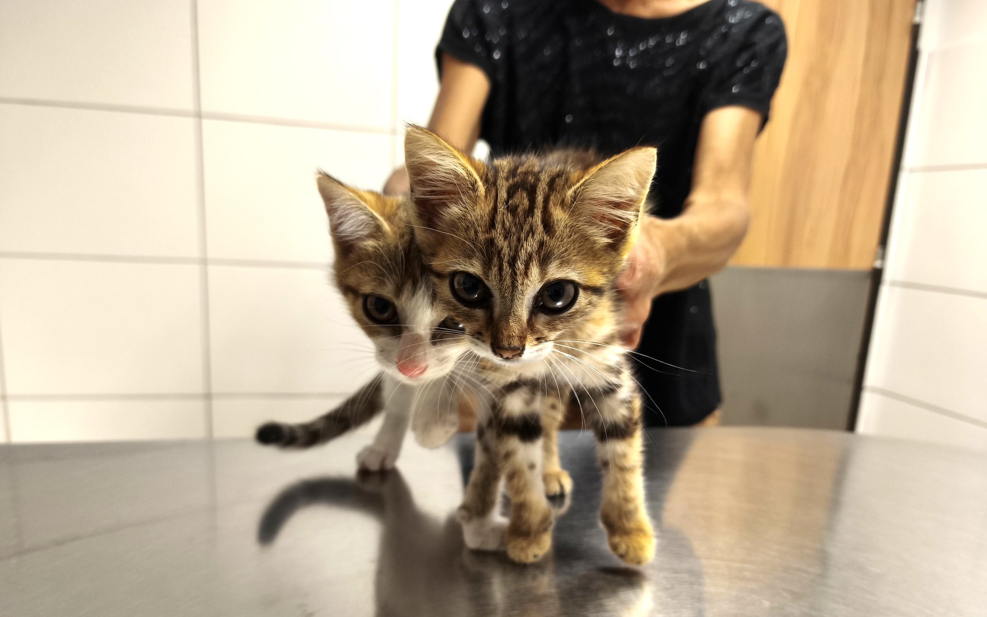 Deux chatons sur la table de consultation