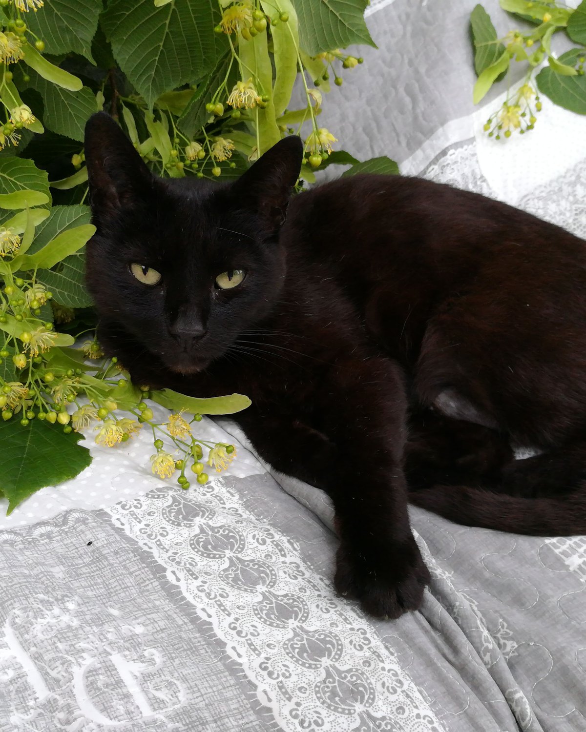 Chat noir parmi les fleurs de tilleul