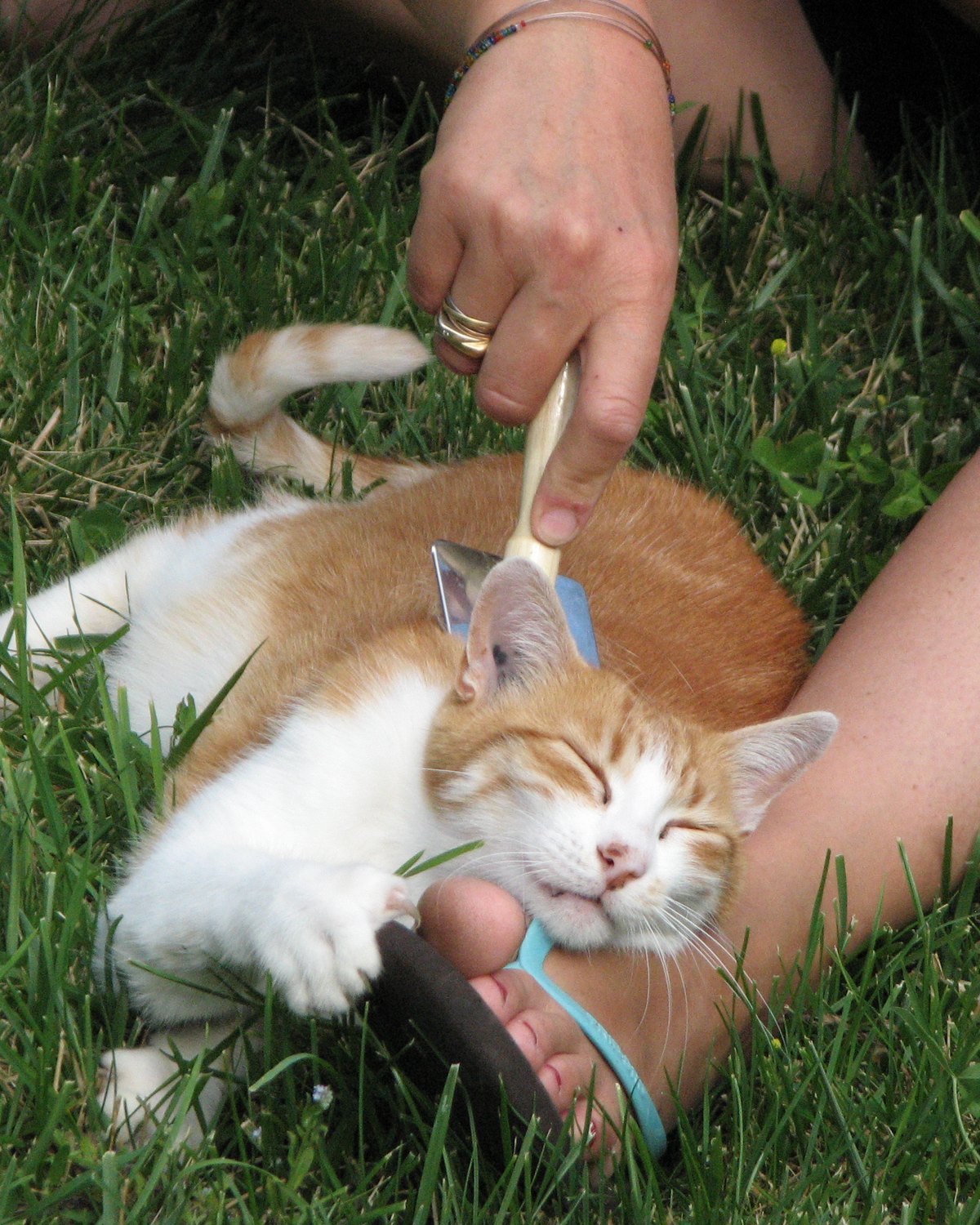 Chat roux et blanc se faisant brosser dans l'herbe